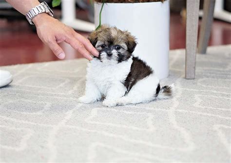 Boxer the pomeranian california, orange county. Pekingese Puppies For Sale | Orange County, CA #296805