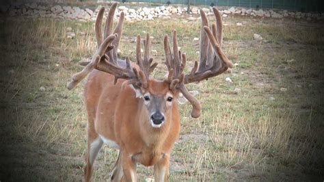Whitetail Sales Deer Farms Kevin Grace Youtube