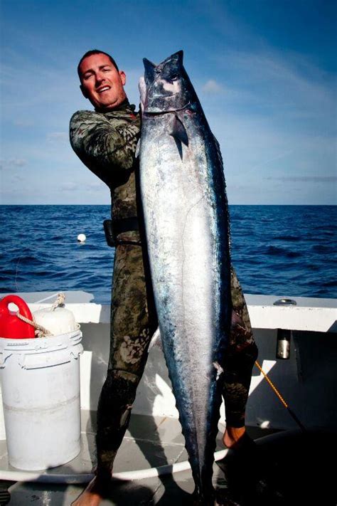 70lb Wahoo Grabs Spearfishing World Record Bernews