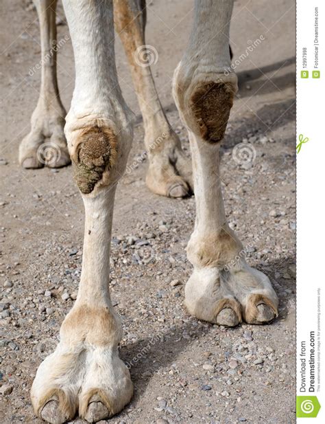 Closeup Of Camels Feet Royalty Free Stock Photos Image