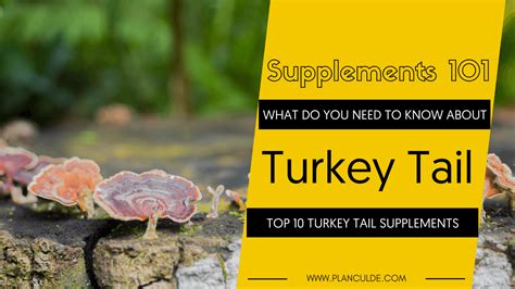 best turkey tail mushroom top 10 turkey tail brands reviewed