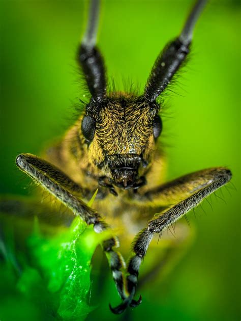 Insect Nature Invertebrate Free Photo On Pixabay Pixabay