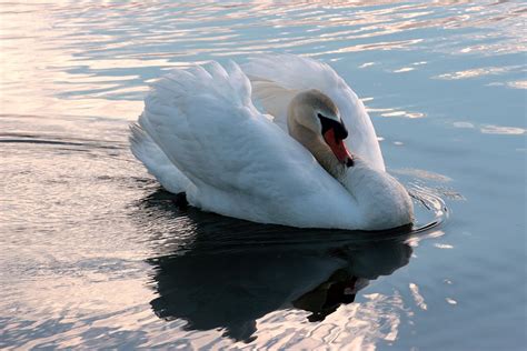 Swan Mute Cygnus Olor Free Photo On Pixabay Pixabay