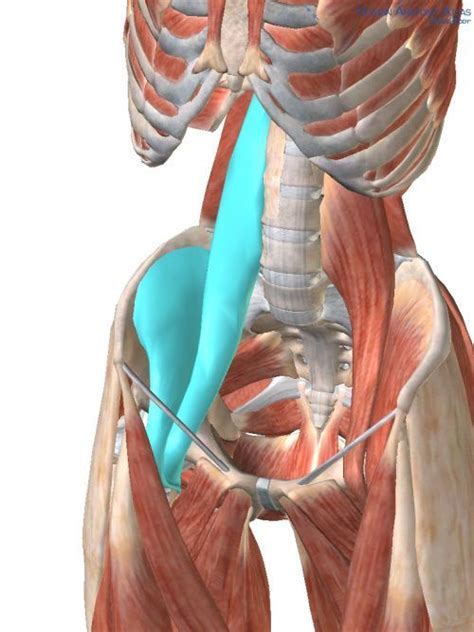 Psoas Picture For Blog Psoas Release Massage Therapy Yoga Anatomy