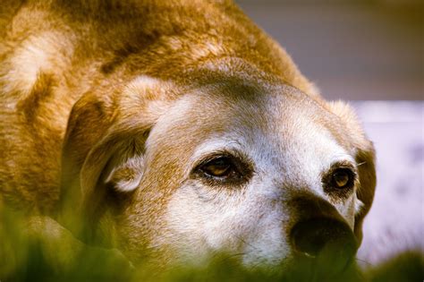 What You Should Know About Adopting An Older Dog
