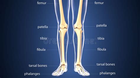 3d Illustration Of Skeleton Leg Bone Anatomy Stock Illustration
