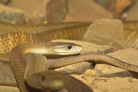 Überhaupt gewundert, was ist die giftigste schlange der welt? Die giftigste Schlange der Welt. Diese Top 10 ...