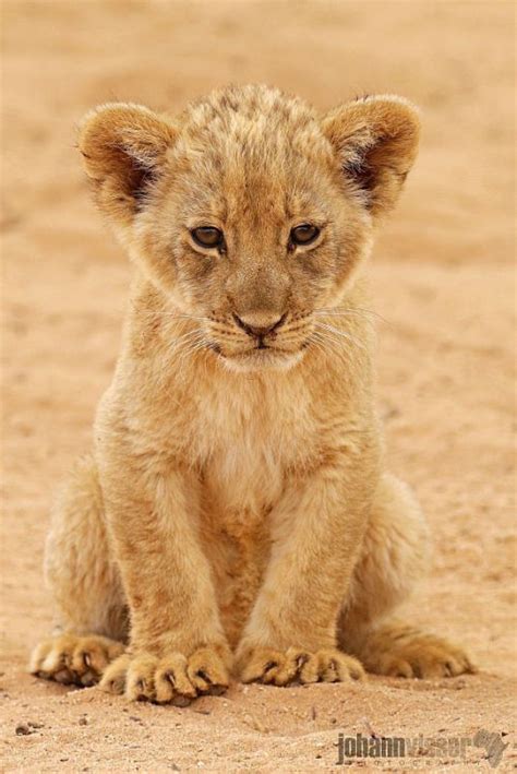 Cute Lion Cub Tumblr
