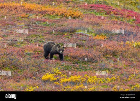 Grizzly Bear Also Known As The North American Brown Bear In Denali