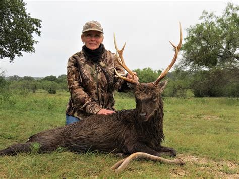 Texas Trophy Sika Deer Hunt