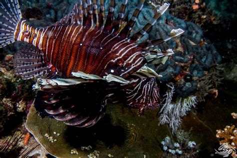 Common Lionfish Facts And Photographs Seaunseen