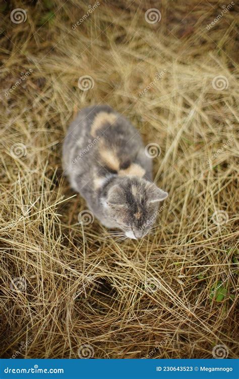 Gray Cat Sleeps On Dry Hay In The Garden Stock Image Image Of Africa