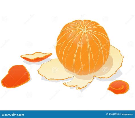 Peeled Orange Stock Vector Illustration Of Painting 11802353