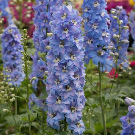 Buy Delphinium Delphinium Magic Fountains Dark Sky Blue £599 Delivery