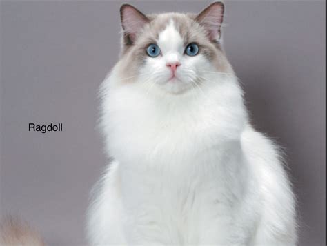 Pin By Alexa Gsdc On Cats Ragdoll Cat Most Popular Cat Breeds