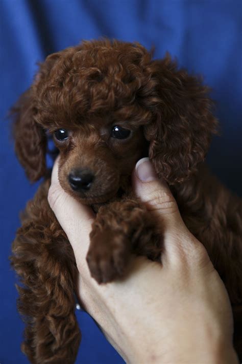 Lola Red Toy Poodle At Seven Weeks Looks Like My Mothers Collette