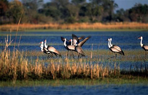 Moremi Game Reserve In Botswana Discover Africa Safaris