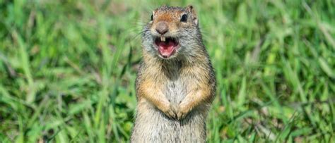 Prairie Dog Animal Facts A Z Animals