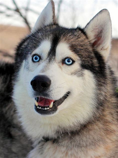 Unimaginably Stupefying Facts About The Alaskan Husky Dogappy