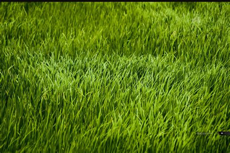Grass Wallpapers 4k Hd Grass Backgrounds On Wallpaperbat