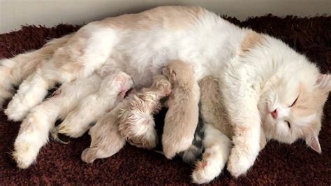 Cat Giving Birth Cat Gives Birth To 6 Kittens