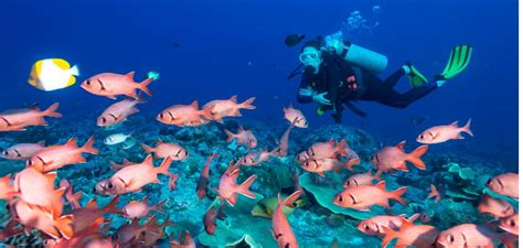 Home Aruba Diving One Tank Dive