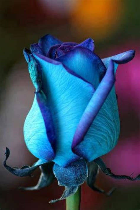 Blue Rose Beautiful Flowers Pinterest