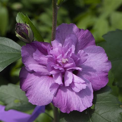 Hibiscus Dark Lavender Chiffon® Garden Crossings