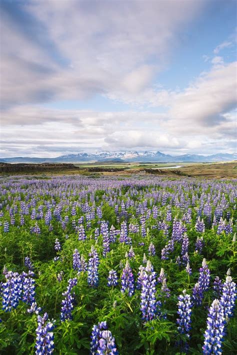 Lupine Flowers On The Meadow In Iceland Stock Image Image Of Meadow
