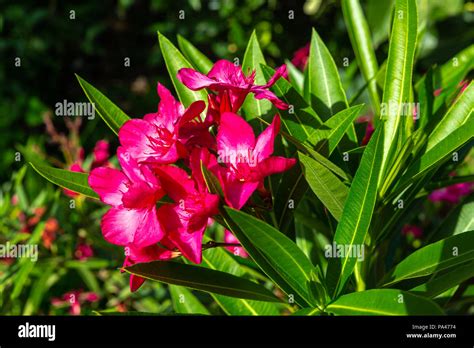 The Splendid Red Flower Of The Oleander Stock Photo Alamy