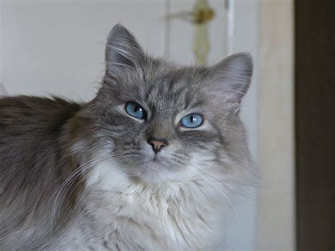 Ojos azules is a cat of medium build. Free picture: cute cat, blue eyes, animal, gray cat, portrait
