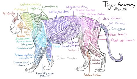 Tiger Anatomy Study By Atlantiik On Deviantart