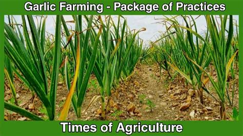 How To Start Commercial Garlic Farming Package Of Practices Times