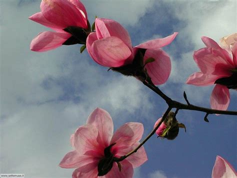 Foto Primavera Per Sfondi Desktop Grandi Foto Bellissime Settemuseit