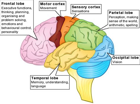 Parts Of The Brain Neurotic Body