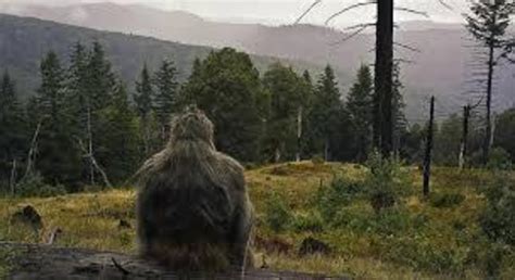 Bigfoot Observed Near Turkey Run State Park Indiana Nexus Newsfeed
