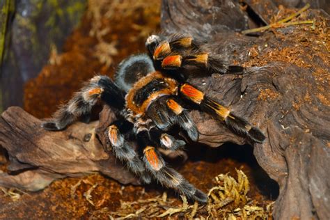 17 Surprising Facts About Tarantula Keeping