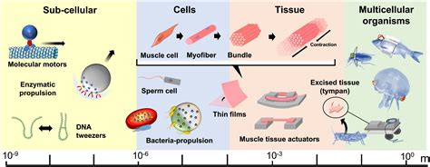 Will Microfluidics Enable Functionally Integrated Biohybrid Robots Pnas