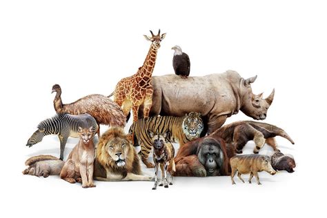 All Animals Together Photo