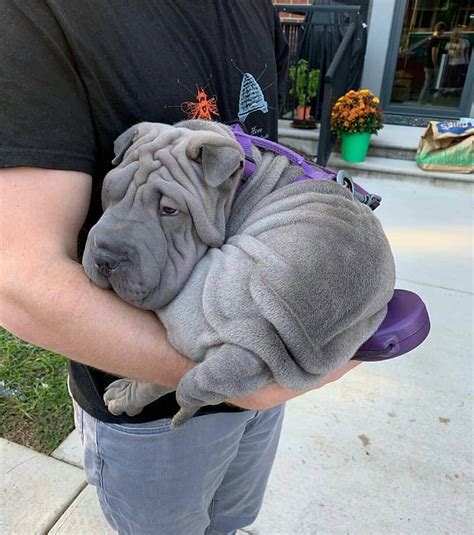 shar pei owners   forget  dogman