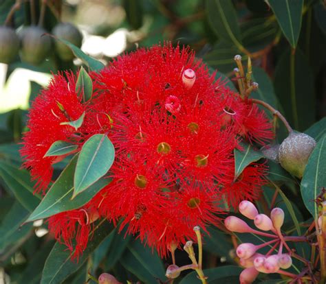 Corymbia Ficifolia Red Flowering Gum Seeds