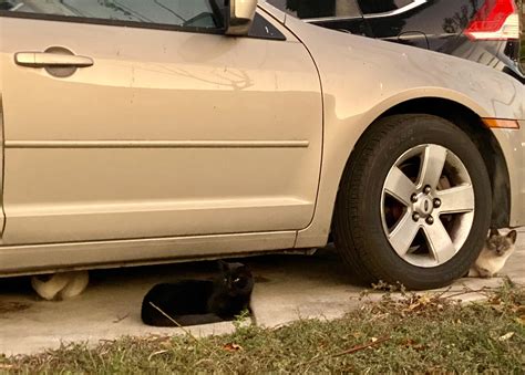 I Think These Guys Are Trying To Steal My Car Rnotmycat
