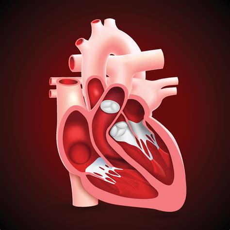 Sección Transversal Del Corazón Humano Que Muestra Las Válvulas
