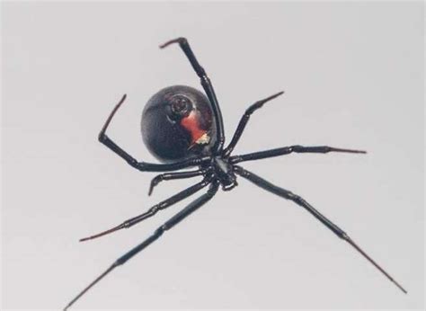 Mystery Of How Black Widow Spiders Create Steel Strength Silk Webs