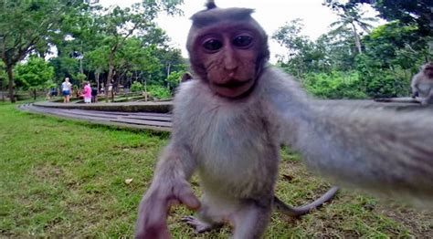 Kelok 44 adalah kelokan yang terdapat di kabupaten agam, sumatra barat. Kelok 44 Rumahnya Monyet di Sumatera Barat : Okezone Lifestyle