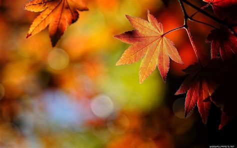 Free Download Fall Colors Wallpaper Backgrounds 1920x1200 For Your