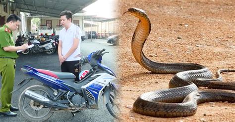 bắt quả tang người đàn ông chở con rắn hổ mang chúa gần 3kg đi bán tuổi trẻ online
