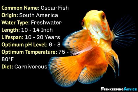 The Ultimate Oscar Fish Care Guide 2021 Everything You Need To Know