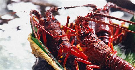 Comment cuire une langouste
