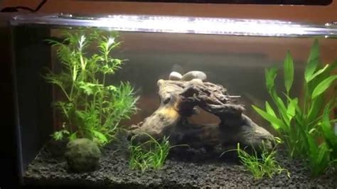 5 many beginners will start out with a smaller tank of about 20 gallons. Aquascaping for Beginners: Drift wood and One Month Plant ...